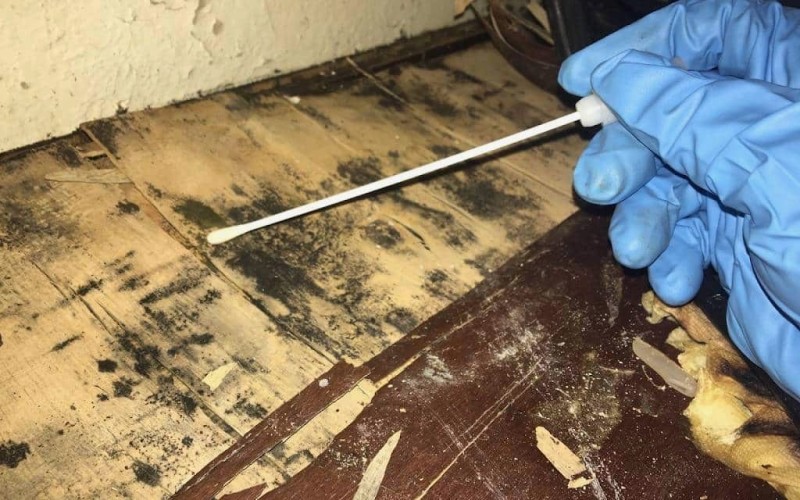 Mold Testing & Assessment